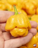 Moruga, Yellow