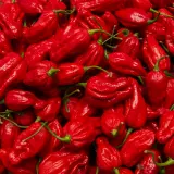 Naga Morich