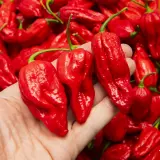 Naga Morich