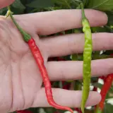 Nepal Snakebite