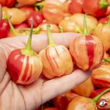 Chili Vault: Peppapeach Stripey - 10g Chili Flakes