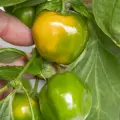 Rocoto, Sukanya White Flower