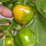 Rocoto, Sukanya White Flower