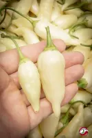 Aji Finlandia