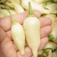 Aji Finlandia