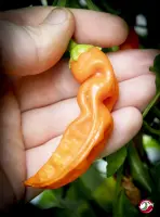 Aji Golden