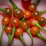 Capsicum flexuosum Monteiro Lobato