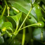 Capsicum flexuosum Monteiro Lobato