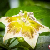 Capsicum flexuosum Monteiro Lobato