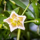 Capsicum flexuosum Monteiro Lobato