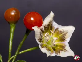 Capsicum flexuosum Monteiro Lobato