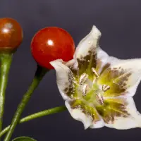 Capsicum flexuosum Monteiro Lobato