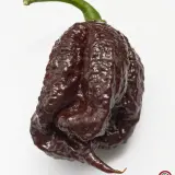Carolina Reaper, Chocolate
