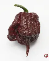 Carolina Reaper, Chocolate