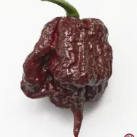 Carolina Reaper, Chocolate