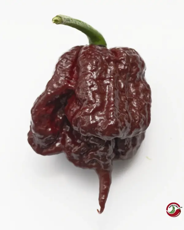 Carolina Reaper, Chocolate