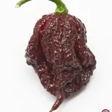 Carolina Reaper, Chocolate
