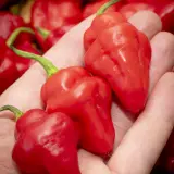 Chili Vault: Habanero Mellow - 10g Chili Flakes