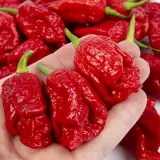 Chili Vault: Fatalii Gourmet Jigsaw - 10g Chili Flakes