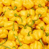 Moruga, Yellow