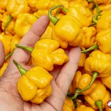 Moruga, Yellow