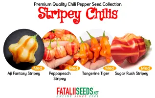 Stripey Chilis (Seed Kit)