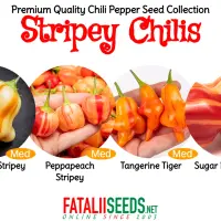 Stripey Chilis (Seed Kit)