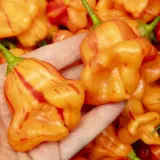 Chili Vault: Zebrange - 10g Chili Flakes