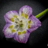 Cumari Amarillo, Purple Flower