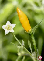 Cumari Amarillo, White Flower