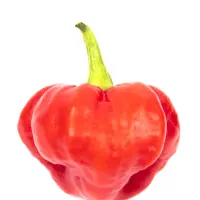 Scotch Bonnet MOA Red