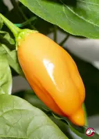 Aji Finlandia, Orange