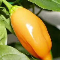 Aji Finlandia, Orange