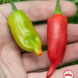 Aji Benito
