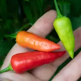 Chili Vault: Aji Benito - 10g Chili Flakes