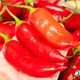 Chili Vault: Aji Rico - 10g Chili Flakes