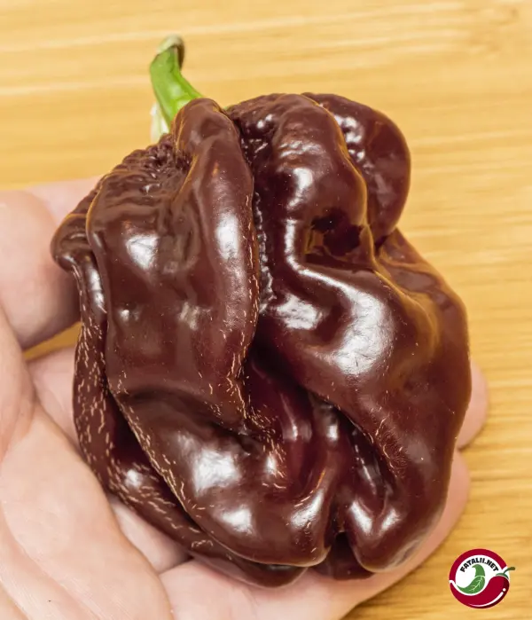 Habanero, Chocolate Giant