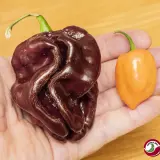 Habanero, Chocolate Giant