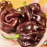Habanero, Chocolate Giant