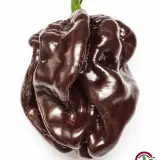 Habanero, Chocolate Giant