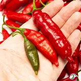 Cumari Colorado Red F7