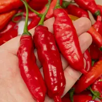 Cumari Colorado Red F7