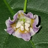 Cumari Colorado Red F7