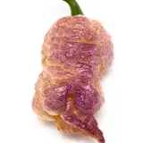 Reaper Seed Pack – LIMITED EDITION