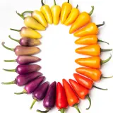 Jalapeno, Multicolor