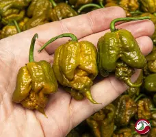 Carolina Reaper, Mustard