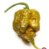 Carolina Reaper, Mustard