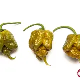 Carolina Reaper, Mustard