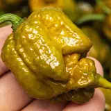 Carolina Reaper, Mustard