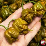 Carolina Reaper, Mustard